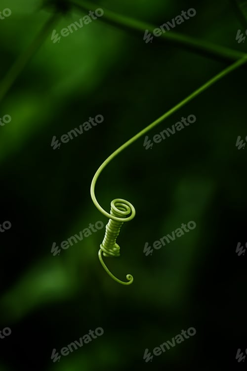 Preview: The Root Components Of The Coccinia Grandis Plant