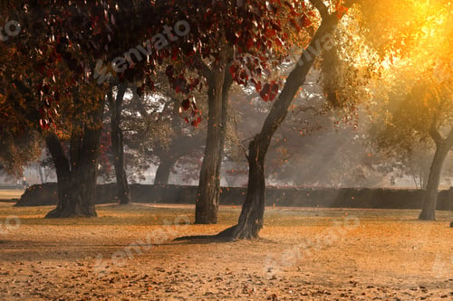 Preview: The Autumn Forest In The Morning.