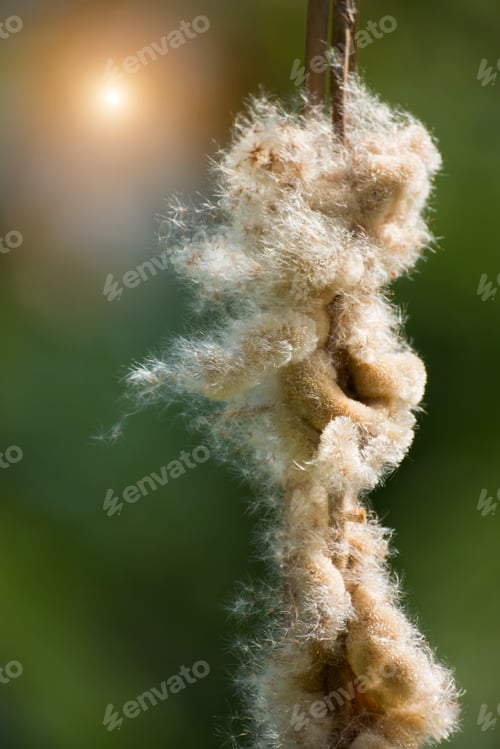 Preview: Typha Angustifolia Seeds On Tree.