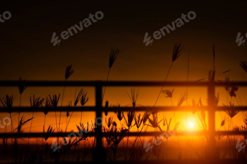 Preview: Silhouette Flower Grass With Sunlight And Orange Sky Background