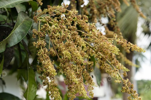 Preview: Mango Flower On Tree.