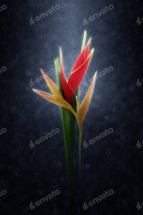 Preview: Beautiful Heliconia Flower Are Blooming In The Rains.