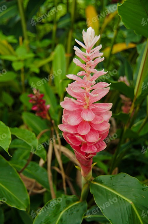 Preview: A Beautiful Tropical Pink Ginger (Alpinia Purpurata) Flower.
