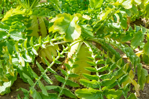 Preview: Japanese White Radish Field