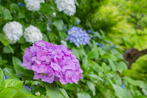 Preview: Hydrangea Blooming In Hase Temple