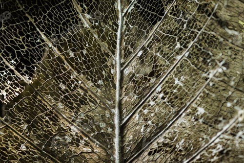 Preview: Close Up Of The Fern Leaf Fibers.