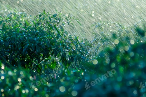 Preview: Green Chili Plant With Rain Fall And Bokeh Light In Rains Season. Un-Focus On This Image.