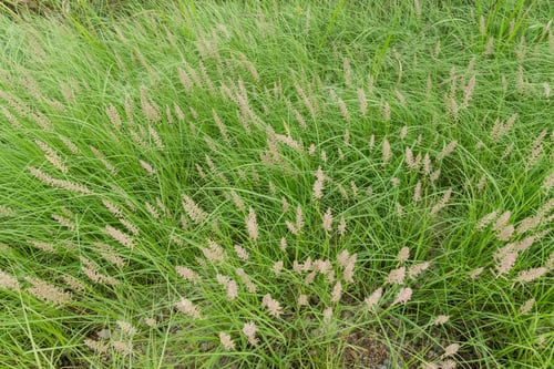 Preview: Grass Flower Background In Nature.