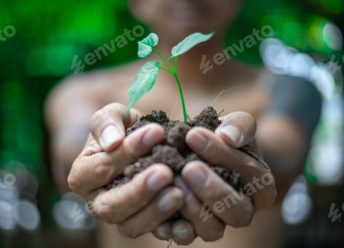 Preview: Farmer Is Holding Green Young Plant. Ecology Concept