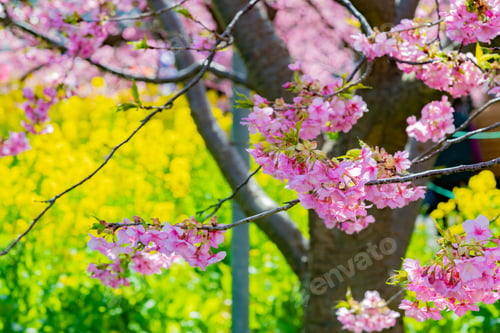 Preview: Beautiful Pink Kawazu Cherry Blossoms