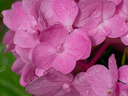 Preview: Macro Image, Close Up Pink Hydrangea Flower With Water Drop.