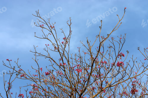 Preview: Tabebuia Heterophylla (Pink Trumpet Tree )