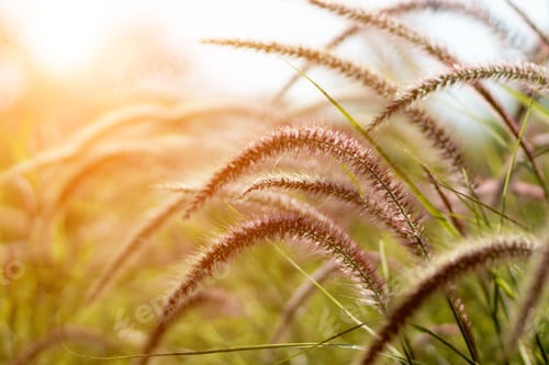 Preview: Black Grass For Landscaping. (Pennisetum Setaceum ( Forssk. ) Chiov. Cv. Purpureum)