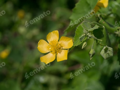 Preview: Close Up Yellow Flower Of Country Mallow (Abutilon Indicum)