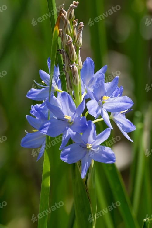 Preview: Purple Flower - Monochoria Elata Flower.
