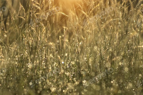 Preview: Flower Grass And Drop Dew With Sunlight. Un-Focus Image.