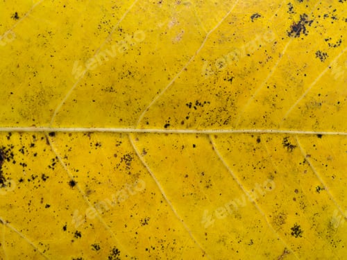 Preview: Close Up Fall Leaf Wallpaper.