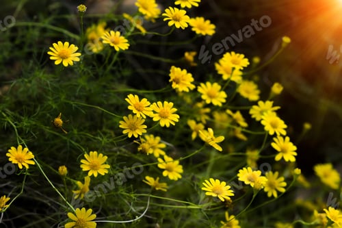 Preview: Field Of Dahlberg Daisy In The Garden With Light.