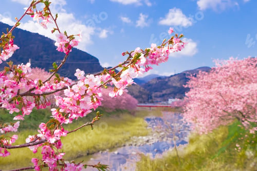 Preview: Beautiful Cherry Blossoms In Kawazu Town