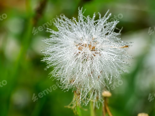 Preview: Close Up Seeds Of Red Grass Or Giant Reed. (Emilia Sonchifolia)