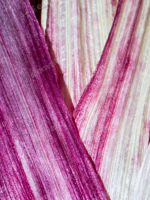 Preview: Close Up Bark Of Ruby Corn Tree.