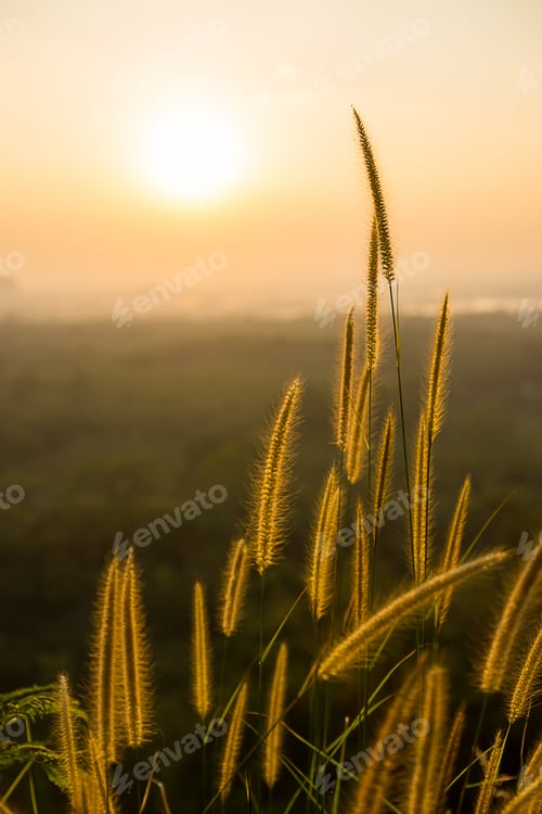 Preview: Gold Desho Flower Grass With Sunlight. (Pennisetum Pedicellatum)