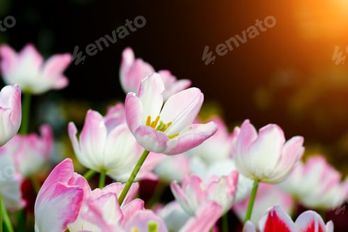 Preview: Tulips Are Blooming In The Garden.