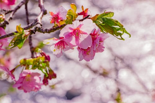Preview: Beautiful Cherry Blossoms In Kawazu Town