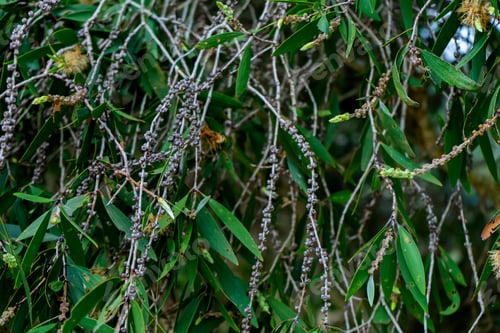 Preview: Close Up Seeds Of Melaleuca Quinquenervia Tree.