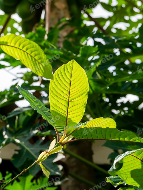 Preview: Close Up Of Mitragyna Speciosa Leaves On Tree
