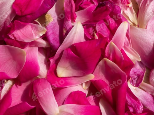 Preview: Damask Rose Petals For Rose Tea. (Rosa Damascena Mill)
