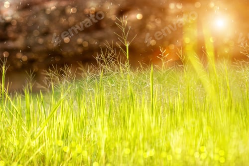 Preview: Wild Grass In The Nature.