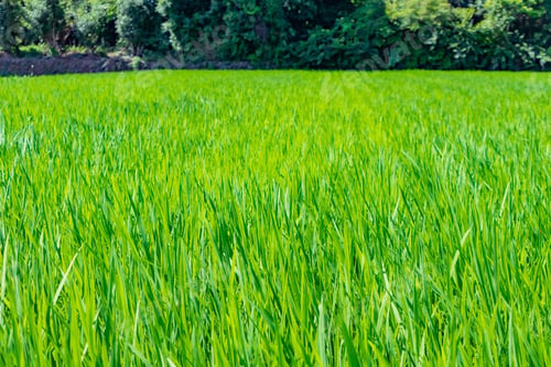 Preview: Summer Rice Field