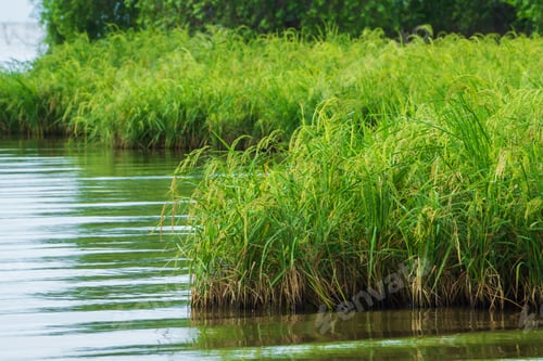Preview: Rice Plant Are Grown In The Water, Thailand.