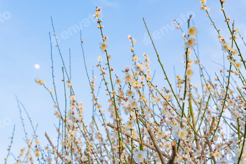 Preview: Plum Blossoms Blooming In Winter