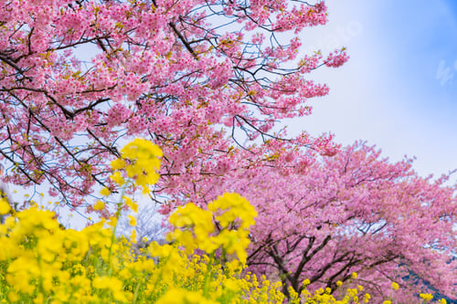 Preview: Kawazu Sakura In Minamiizu-Cho, Kamo-Gun, Shizuoka Prefecture
