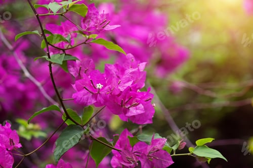 Preview: Dark Pink Of Bougainvillea Flower With Light.