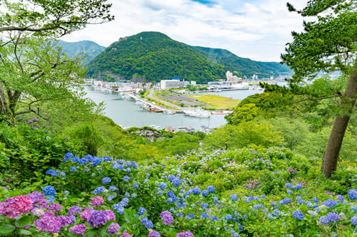 Preview: Hydrangea In Shimoda Park, Shimoda City, Shizuoka Prefecture