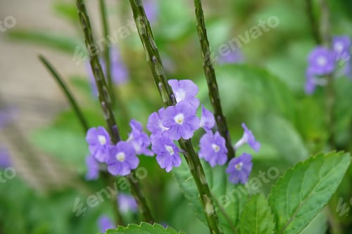 Preview: Brazilian Tea Plant On Blur Background. (Stachytarpheta Jamaicensis)