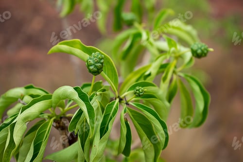 Preview: Raw Morinda Coreia Buch Fruit On Tree.