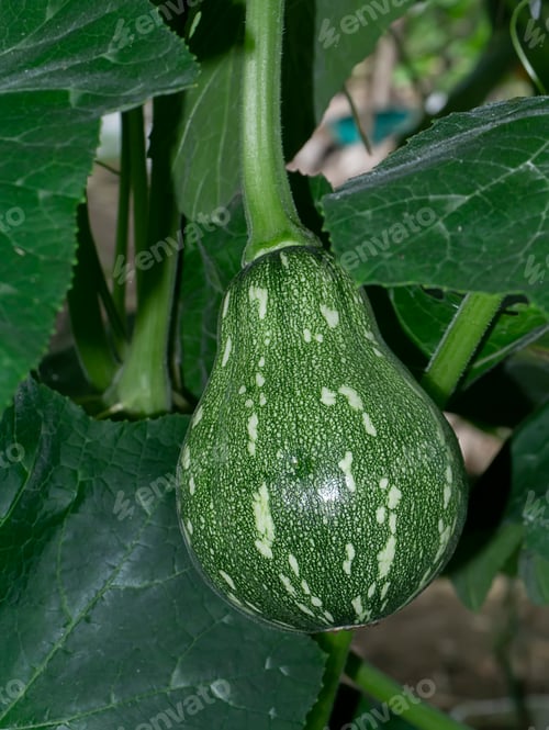 Preview: Close Up Of Green Young Butternut Pumpkin With Leaf.