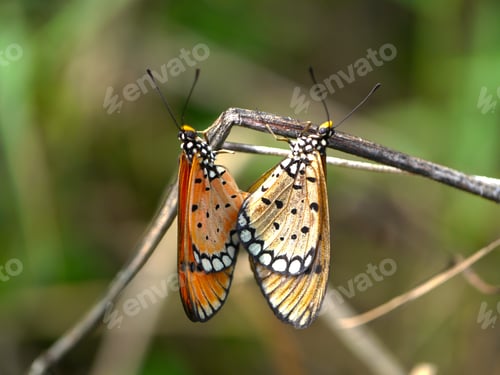 Preview: Butterflies Mating In The Wild.