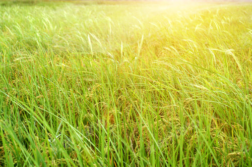 Preview: Rice Field