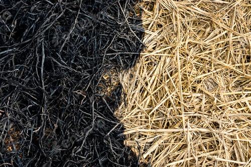 Preview: Burning Rice Straw In The Growing Season.