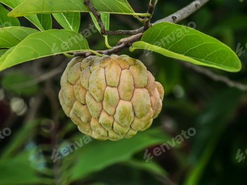 Preview: Sugar Apple Or Custard Apple On A Tree.