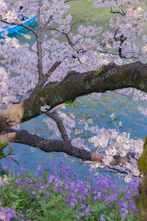 Preview: Cherry Blossoms At Tokyo Chidorigafuchi