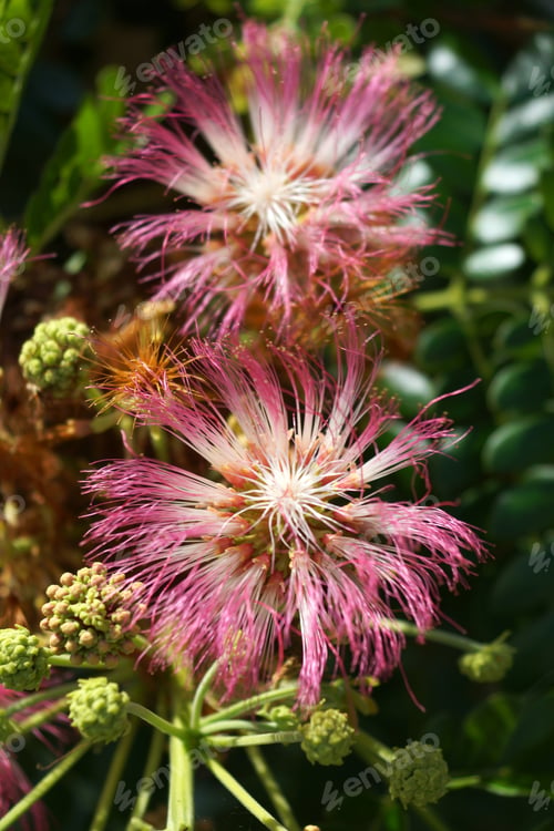 Preview: Flower Of Rain Tree, East Indian Walnut, Monkey Pod. (Samanea Saman (Jacg.) Merr.)
