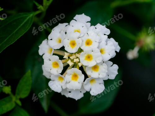 Preview: Close Up Of Lantana Camara Flower.