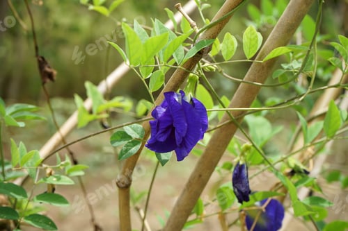 Preview: Blue Pea Flower Or Butterfly Pea Flower (Clitoria Ternatea) With Leaves On Ivy.