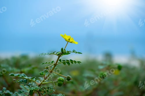 Preview: The Yellow Flower Of Devil'S Thorn (Tribulus Terrestris Plant) On The Beach With Blur Background.